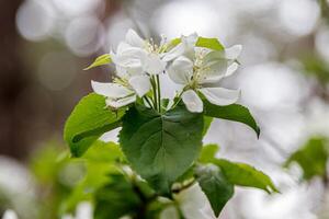 lindo Primavera floração galhos do árvores com branco flores e insetos macro foto