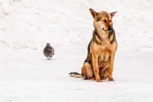 lindo cão de pátio ruivo na neve foto