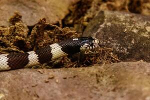 serpente lampropeltis getula califórnia foto