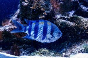 peixe cirurgião zebra acanthurus triostegu foto