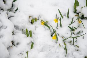 amarelo Primavera narcisos flores coberto de neve ao ar livre, clima anomalias foto