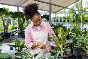 africano mulher jardineiro é cuidando dela exótico plantar plantar dentro a estufa para floresta tropical concurso pequeno Panela para ornamental jardinagem e jardinagem dentro verão foto