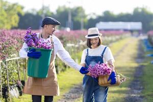 equipe do ásia agricultor e florista é trabalhando dentro a Fazenda enquanto corte roxa crisântemo flor usando tesouras de podar para cortar flor o negócio para morto cabeçalho, cultivo e colheita estação foto