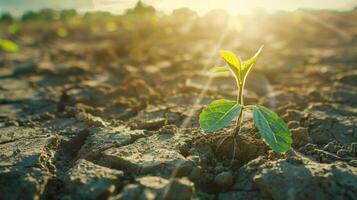 Novo plantas crescendo em rachado solo luz solar brilha através foto