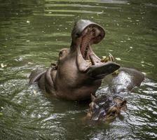 hipopótamo o hipopótamo, mamífero principalmente herbívoro na África subsaariana. foto
