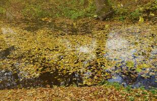 lindo natureza outono panorama com lago. cenário Visão em outono cidade parque com dourado amarelo folhagem dentro nublado dia foto