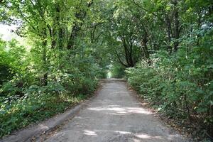 floresta estrada dentro uma verde floresta com Sol raios dentro ensolarado dia. verde árvores e arbustos fechar para terra caminho foto