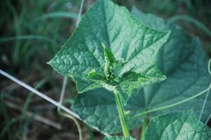 verde pepino plantas este estão ainda jovem e ter fresco verde folhas foto