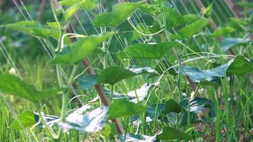 verde pepino plantas este estão ainda jovem e ter fresco verde folhas foto