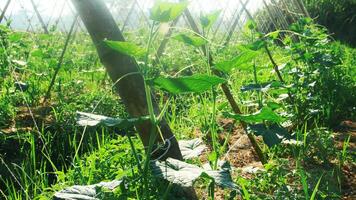 verde pepino plantas este estão ainda jovem e ter fresco verde folhas foto