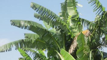 verde banana árvores e folhas foto