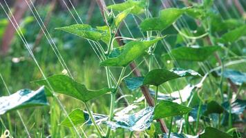 verde pepino plantas este estão ainda jovem e ter fresco verde folhas foto