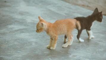 gatinho jogando com de outros gatinhos foto