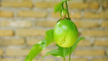 fruta e paixão fruta árvores este estão ainda em a árvore foto