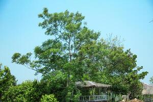 árvore cabanas fez do madeira e tradicional telhados estão localizado Próximo para exuberante árvores foto