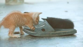 gatinho jogando com de outros gatinhos foto