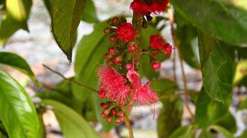 flores a partir de a ovário do a jamaicano água goiaba que estão pronto para estar polinizado foto