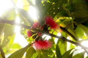 flores a partir de a ovário do a jamaicano água goiaba que estão pronto para estar polinizado foto