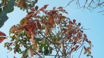 levantar brasiliansis ou borracha plantas este estão velho e de quem folhas outono dentro verão foto