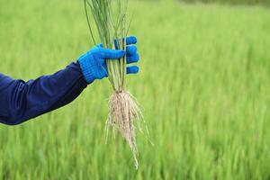 fechar acima agricultor mão detém arroz plantas com raízes para inspecionar crescimento e plantar doenças. conceito, levando Cuidado do agricultura plantações. análise e inspecionar progresso do crescente. foto