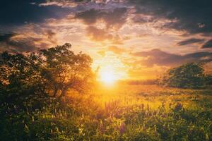 pôr do sol ou nascer do sol em uma campo com selvagem tremoço e flores silvestres e dramático nublado céu dentro horário de verão. vintage filme estética. foto