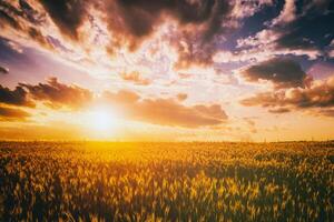 pôr do sol ou alvorecer dentro uma centeio ou trigo campo com uma dramático nublado céu durante horário de verão. estética do vintage filme. foto