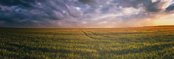 pôr do sol ou alvorecer dentro uma centeio ou trigo campo com uma dramático nublado céu durante horário de verão. estética do vintage filme. foto