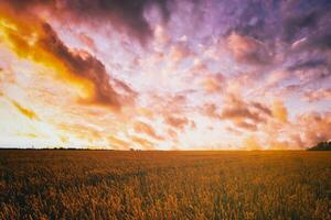 pôr do sol ou alvorecer dentro uma centeio ou trigo campo com uma dramático nublado céu durante horário de verão. estética do vintage filme. foto