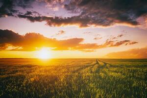 pôr do sol ou alvorecer dentro uma centeio ou trigo campo com uma dramático nublado céu durante horário de verão. estética do vintage filme. foto