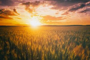 pôr do sol ou alvorecer dentro uma centeio ou trigo campo com uma dramático nublado céu durante horário de verão. estética do vintage filme. foto