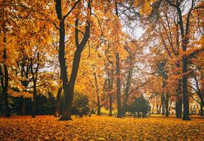 dourado outono dentro uma cidade parque com árvores e caído folhas em uma nublado dia. vintage filme estética. foto