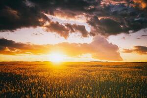 pôr do sol ou alvorecer dentro uma centeio ou trigo campo com uma dramático nublado céu durante horário de verão. estética do vintage filme. foto