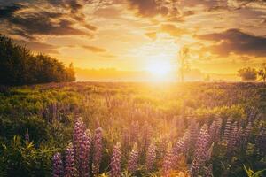 pôr do sol ou nascer do sol em uma campo com selvagem tremoço e flores silvestres e dramático nublado céu dentro horário de verão. vintage filme estética. foto