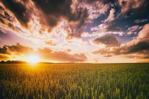 pôr do sol ou alvorecer dentro uma centeio ou trigo campo com uma dramático nublado céu durante horário de verão. estética do vintage filme. foto