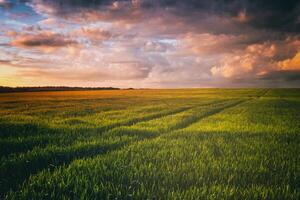 pôr do sol ou alvorecer dentro uma centeio ou trigo campo com uma dramático nublado céu durante horário de verão. estética do vintage filme. foto