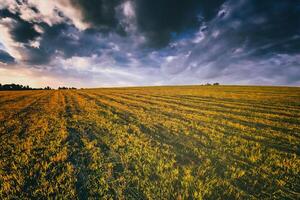 pôr do sol às cultivado terra dentro a campo em uma verão tarde com nublado céu fundo. vintage filme estética. foto