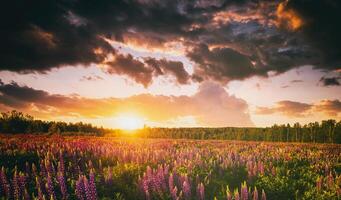 pôr do sol ou nascer do sol em uma campo com selvagem tremoço e flores silvestres e dramático nublado céu dentro horário de verão. vintage filme estética. foto