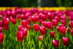 roxa tulipas aceso de luz solar em uma flor cama. paisagismo. foto