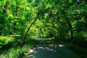 asfalto estrada entre a árvores em uma ensolarado dia dentro a botânico jardim. foto