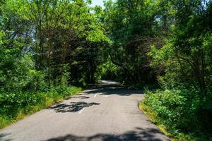 asfalto estrada entre a árvores em uma ensolarado dia dentro a botânico jardim. foto