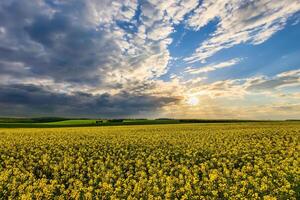 a Sol quebra através tempestade nuvens dentro uma floração colza campo. foto