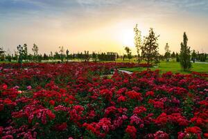 cidade parque dentro cedo verão ou Primavera com vermelho florescendo rosas em uma primeiro plano e nublado céu em uma pôr do sol ou nascer do sol às horário de verão. foto