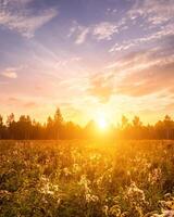 nascer do sol em uma campo coberto com selvagem flores dentro verão estação com névoa e árvores com uma nublado céu. foto