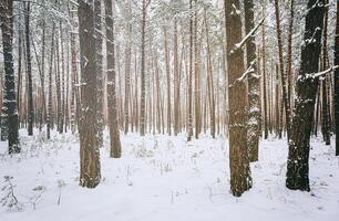 queda de neve dentro uma pinho floresta em uma inverno nublado dia. pinho roupa de baixo coberto com neve. vintage filme estética. foto