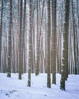 queda de neve dentro uma pinho floresta em uma inverno nublado dia. pinho roupa de baixo coberto com neve. vintage filme estética. foto