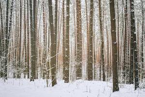 queda de neve dentro uma pinho floresta em uma inverno nublado dia. pinho roupa de baixo coberto com neve. vintage filme estética. foto