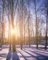 pôr do sol ou nascer do sol dentro uma bétula Arvoredo com inverno neve. linhas do bétula roupa de baixo com a do sol raios. vintage filme estética. foto