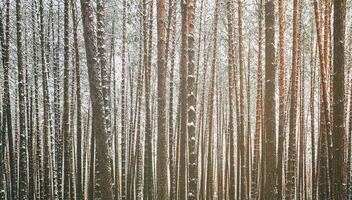 queda de neve dentro uma pinho floresta em uma inverno nublado dia. pinho roupa de baixo coberto com neve. vintage filme estética. foto