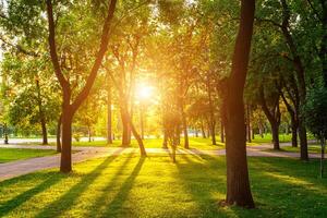 cidade parque dentro verão ou Primavera com pavimento, verde gramado e árvores em uma pôr do sol ou nascer do sol dentro tashkent, uzbequistão. foto