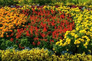 colorida flor cama com florescendo decorativo flores foto